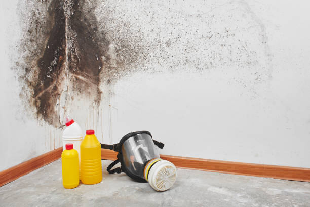 Best Professional Mold Removal  in Mansfield, PA