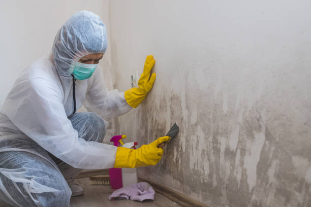 Mold Testing and Removal in Mansfield, PA