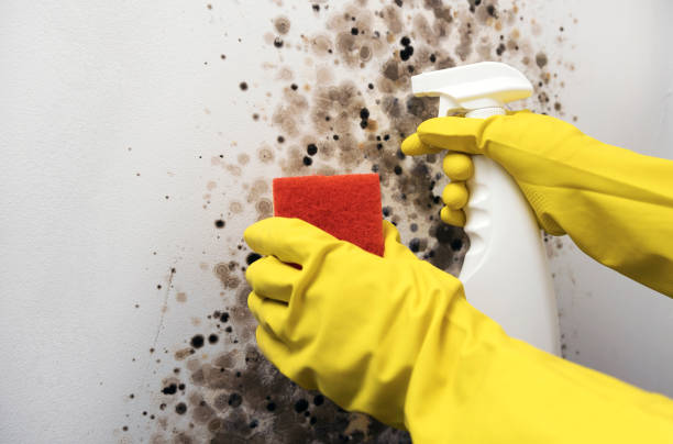 Mansfield, PA Mold Removal Company
