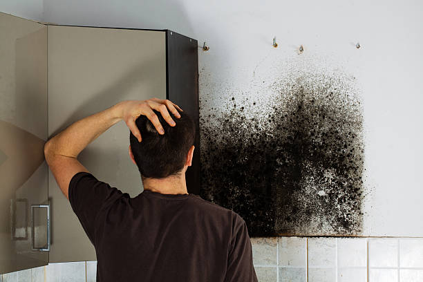Best Fast Mold Removal  in Mansfield, PA