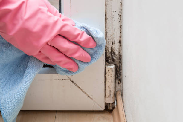 Best Attic Mold Removal  in Mansfield, PA