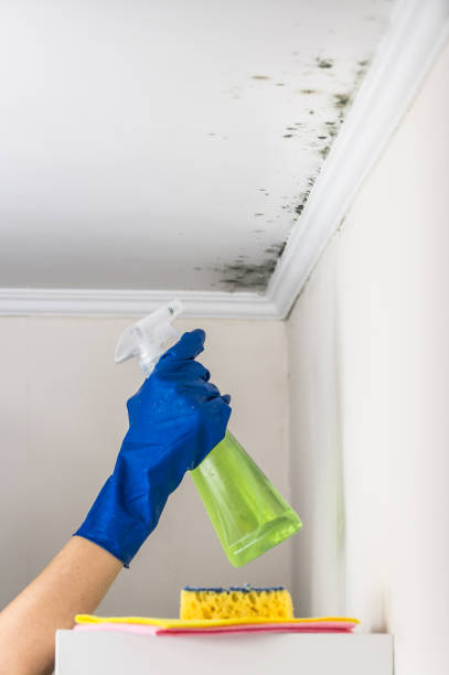 Best Best Mold Removal Companies  in Mansfield, PA